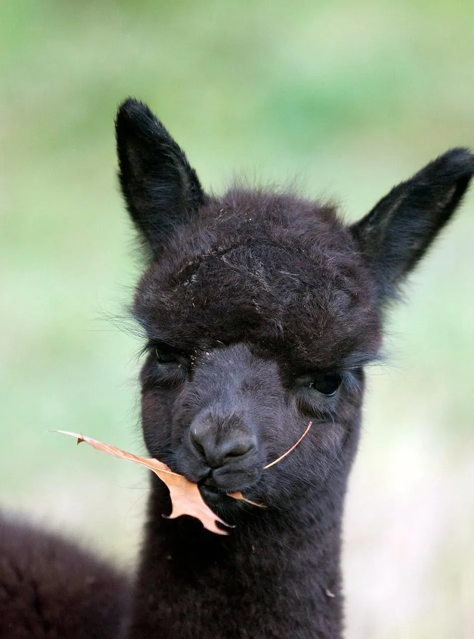 WARRIOR ALPACA SOCKS-Heavy-Duty Alpaca Wool Cold Weather Work Socks | Men & Women, Terry Lined